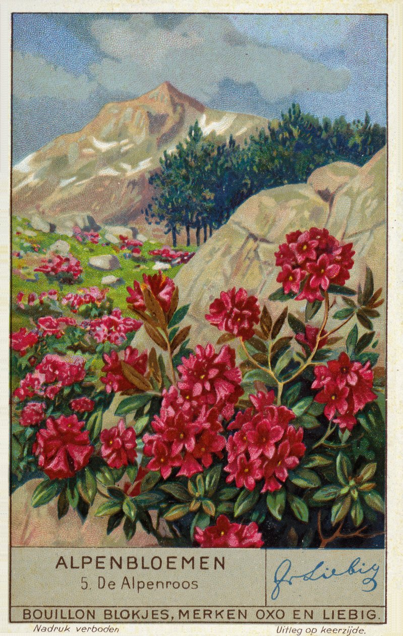 Alpenrose (Rhododendron ferrugineum) by European School