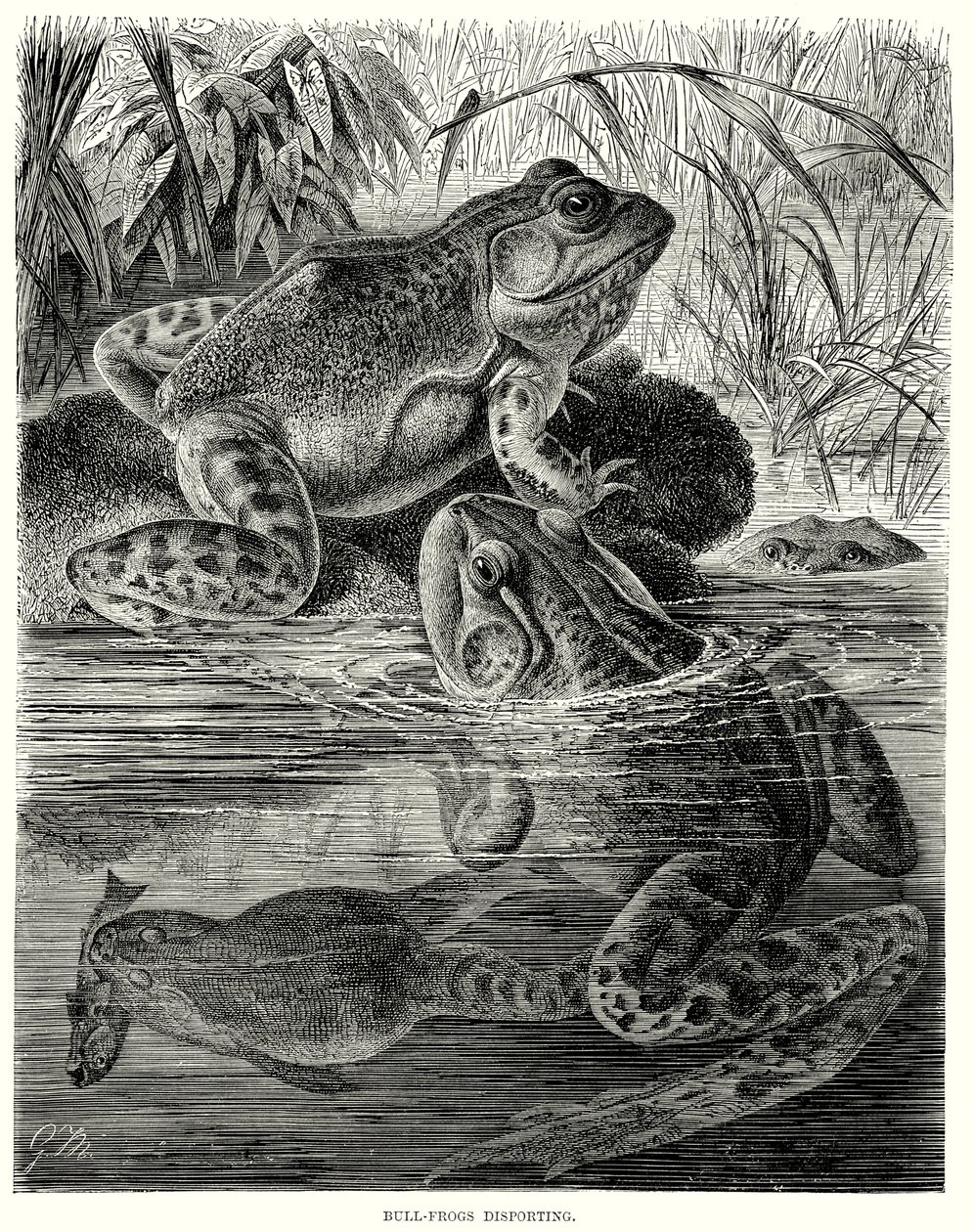 Bull Frogs Disporting by European School