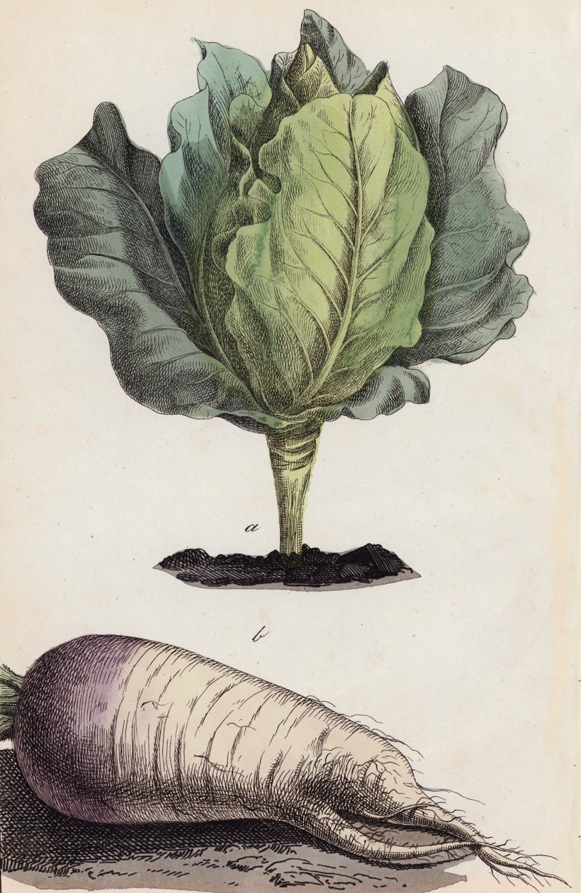 Cabbage and Root Vegetable by European School