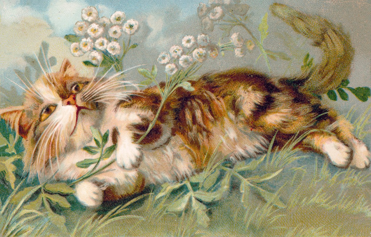 Cat Postcard by European School