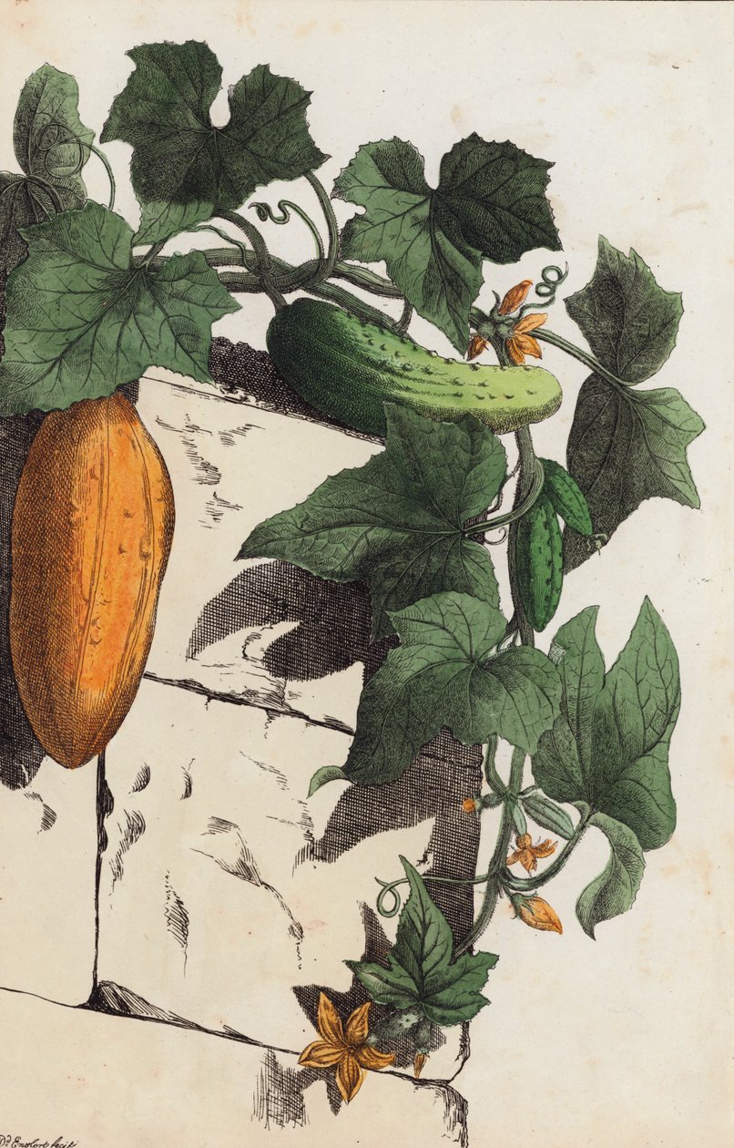 Cucumber Plant by European School