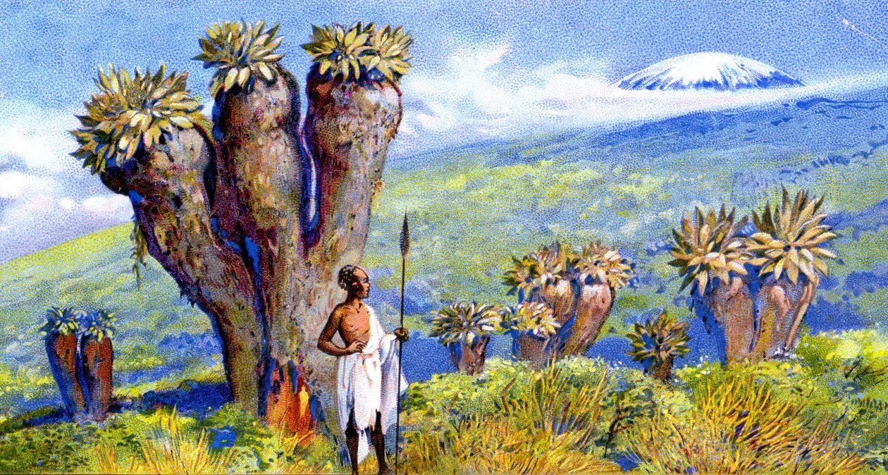 Giant Groundsel, Kilimanjaro, Africa by European School
