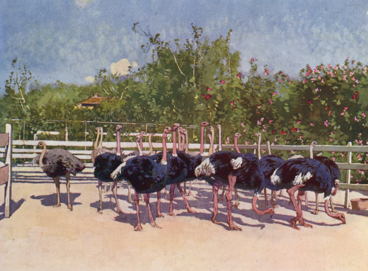 Nice, Ostriches at the Nice Farm by European School