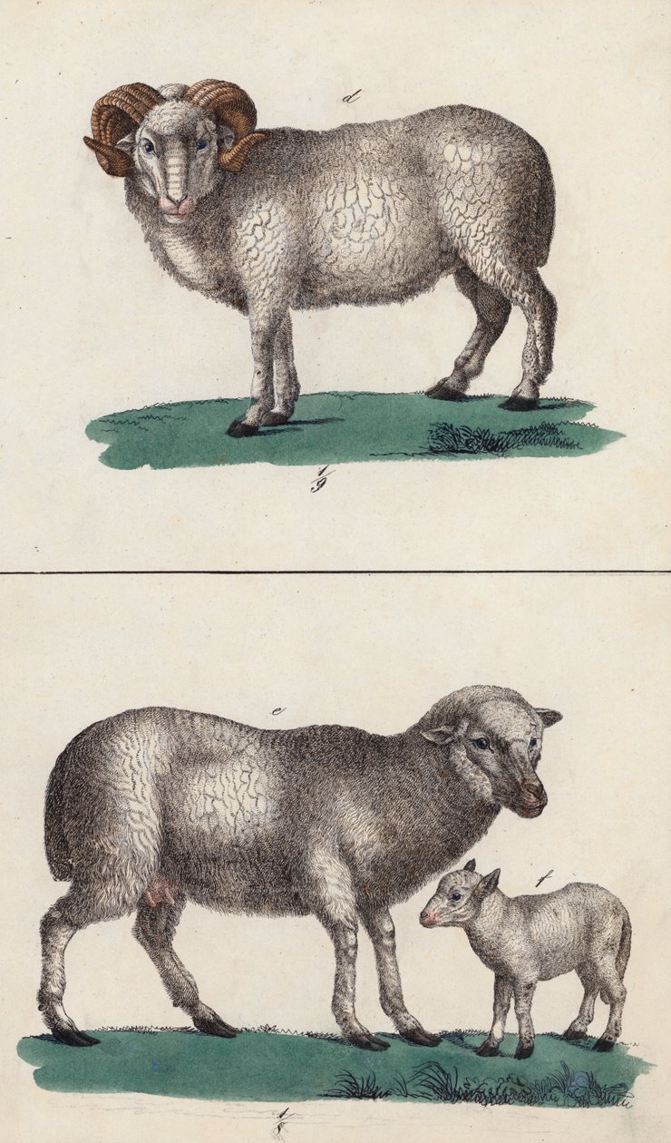 Ram, Sheep and Lamb by European School