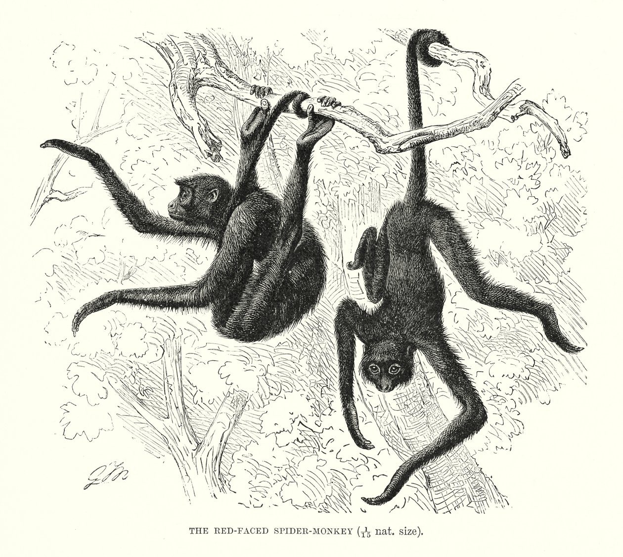 Red-Faced Spider-Monkey by European School
