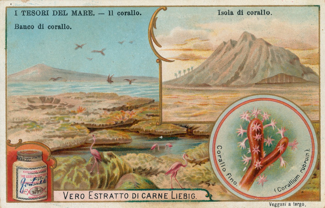 Treasures of the Sea by European School