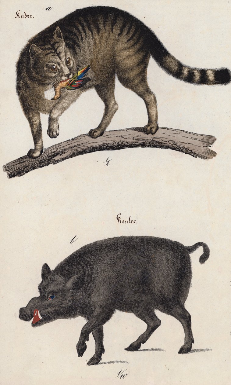 Wild Cat and Boar by European School