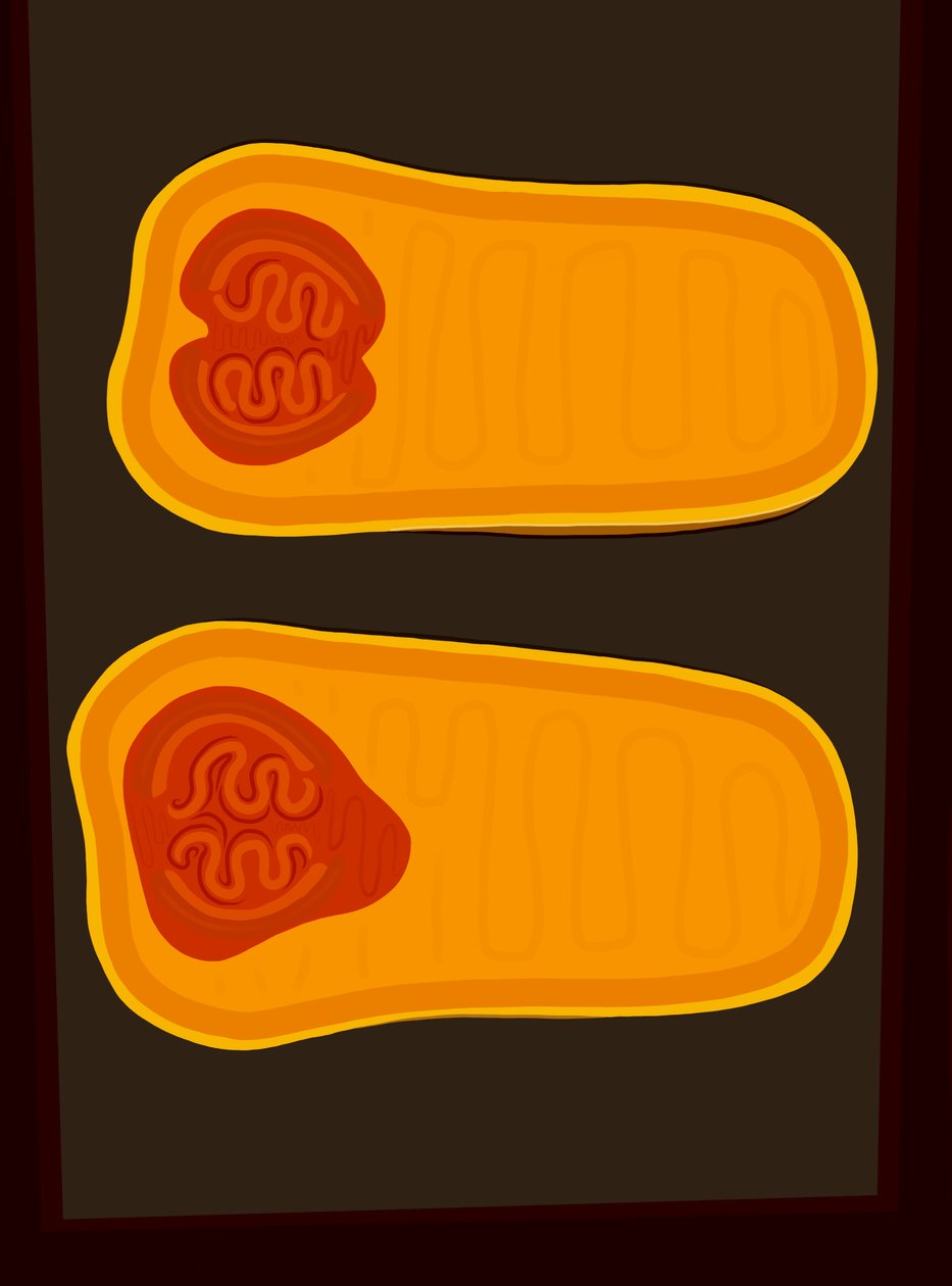 Butternut Squash by Evan Sklar