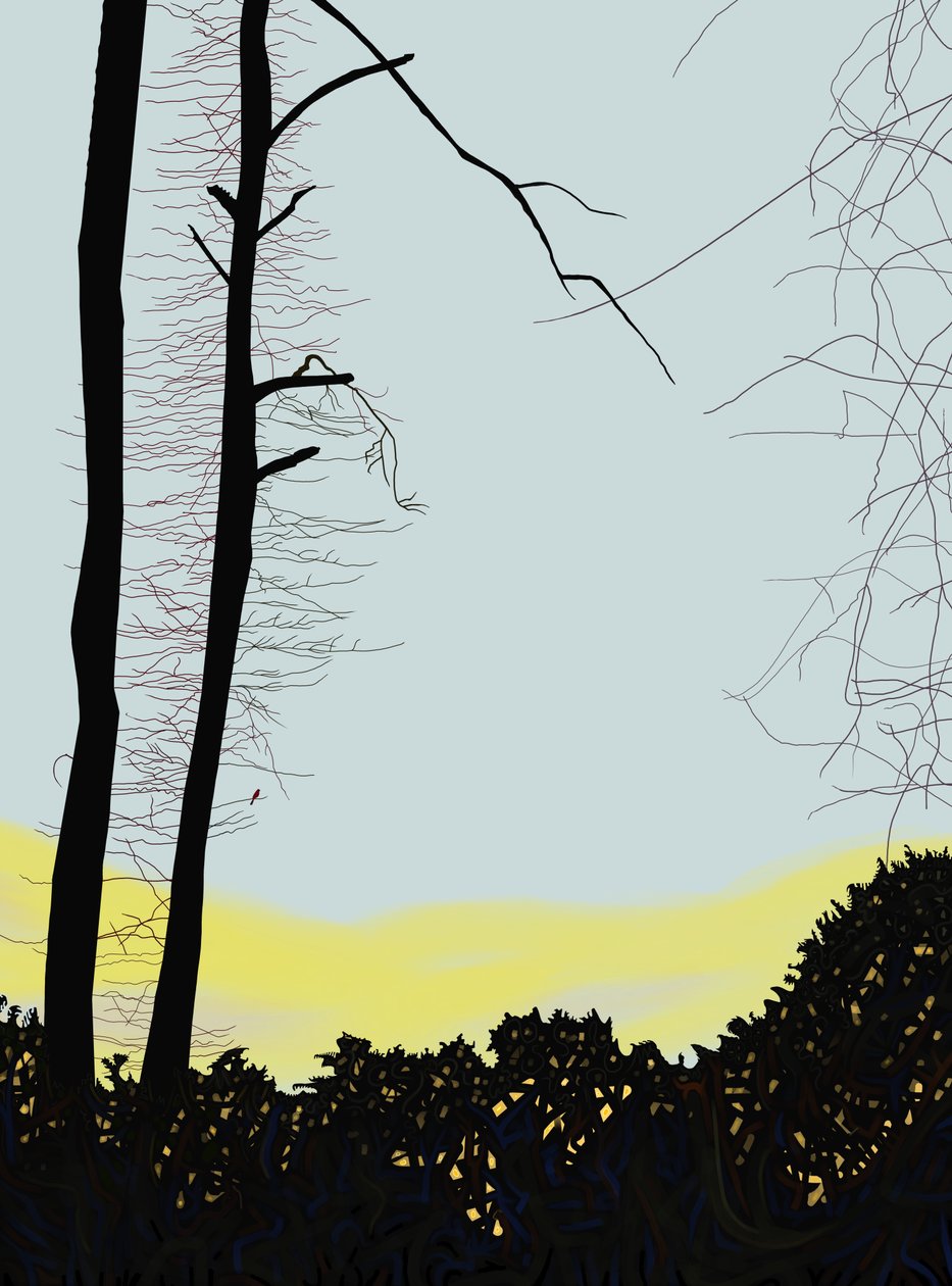 Cardinal In Tree by Evan Sklar