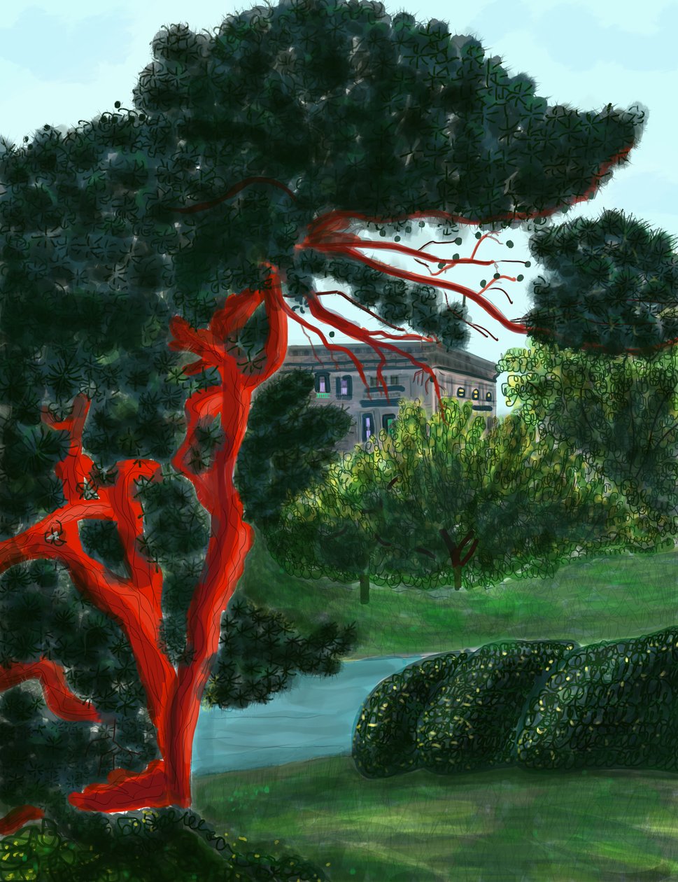 Conifer At Litchfield Villa, Prospect Park by Evan Sklar