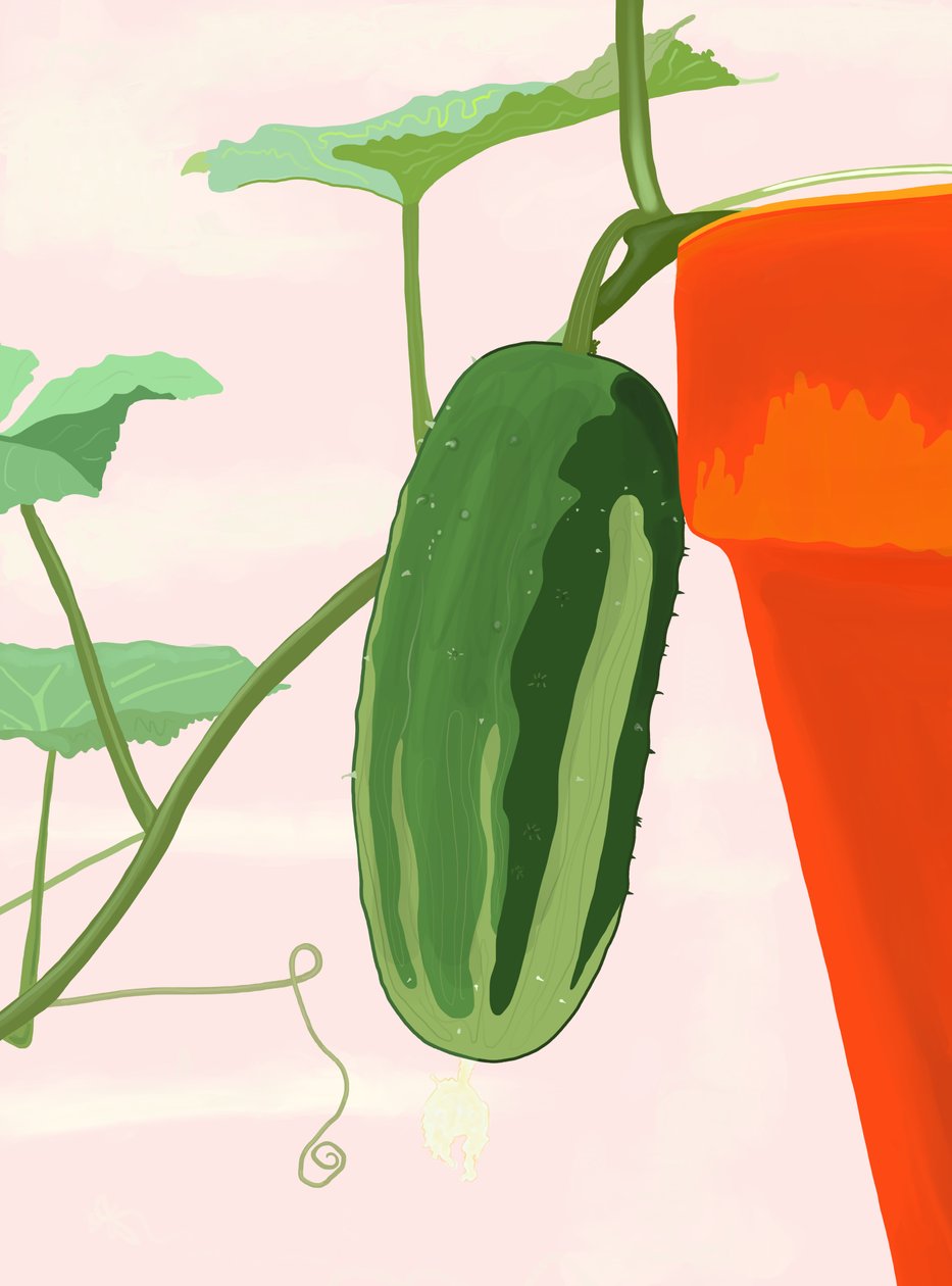 Cucumber in Pot, Brooklyn by Evan Sklar