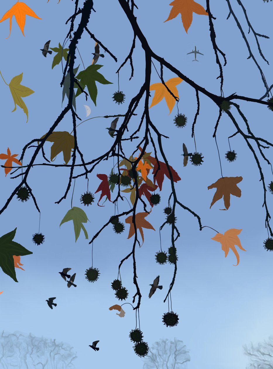 Gum Tree, Birds and Moon, Brooklyn by Evan Sklar