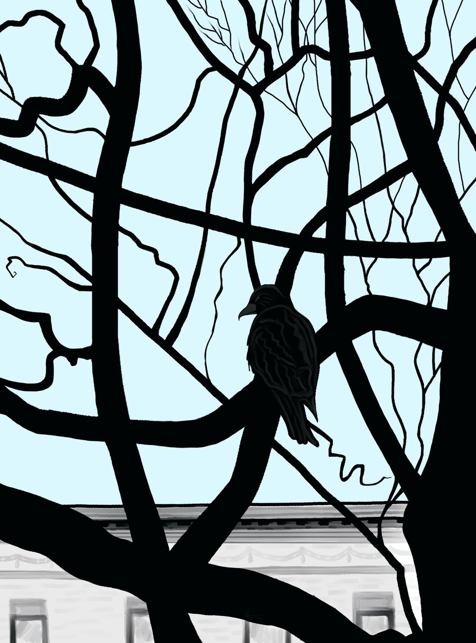 Hawk on Branch in City by Evan Sklar