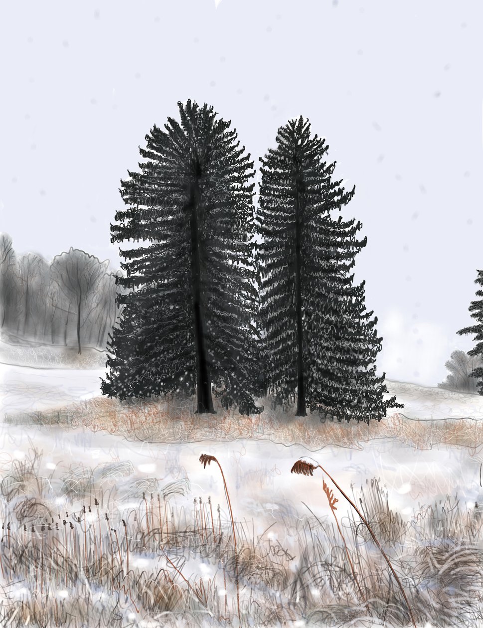 Wedded Pines by Evan Sklar