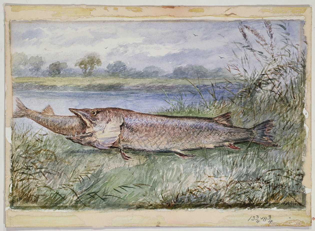 An Amazing Incident Showing a Jack Pike Attempting to Swallow a Barbel, 1895 by F.J. Lees