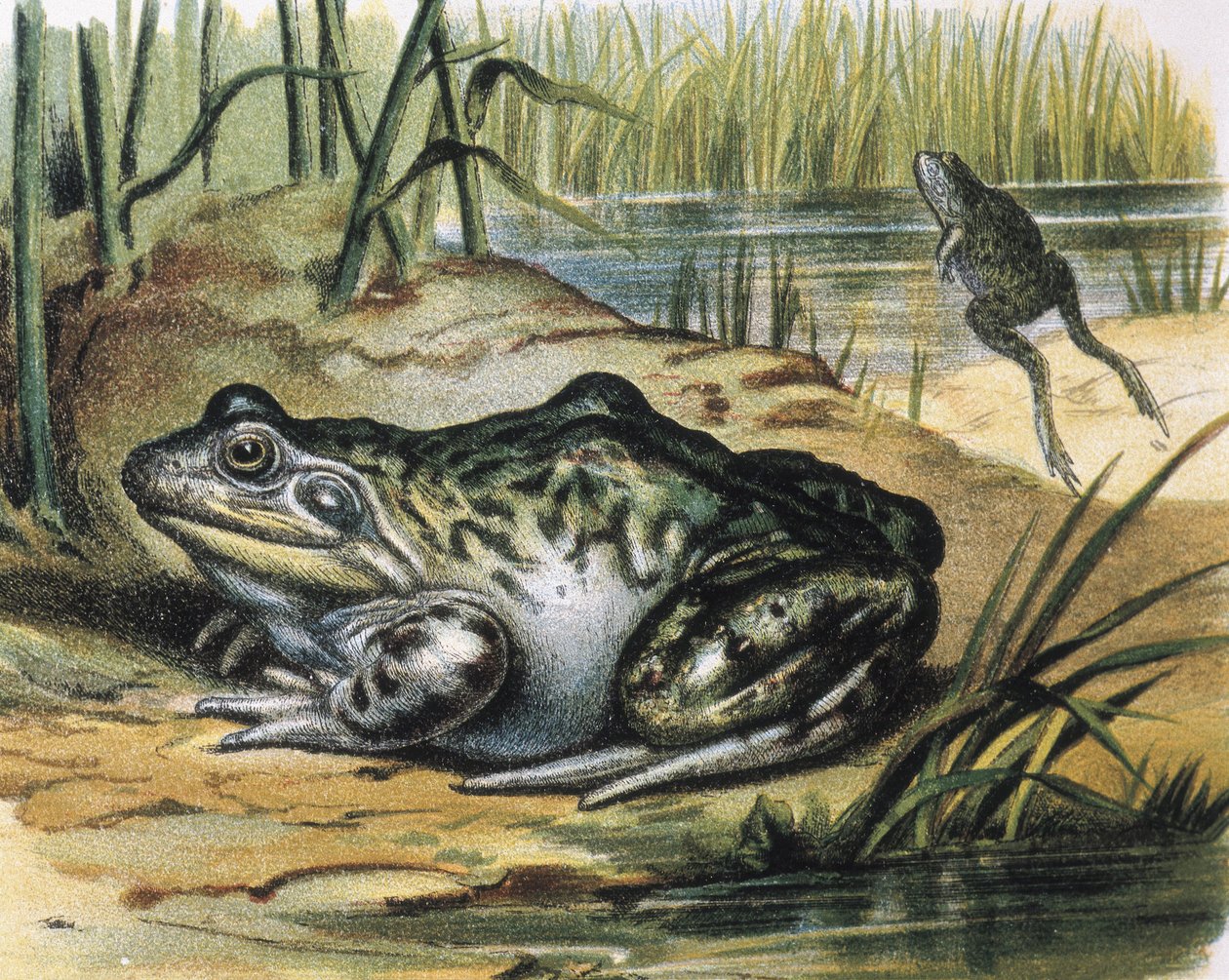 Bullfrog. Ranidae amphibian by F. (after) Padro