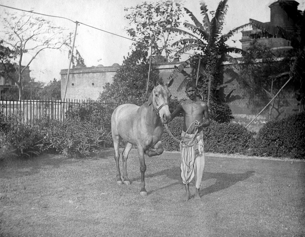 Man with a horse, Alipore, India by F. L. Peters