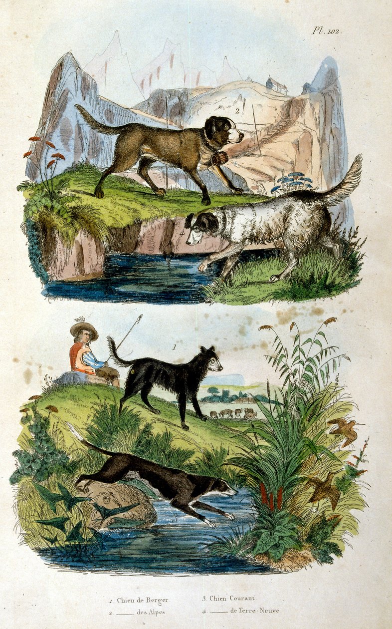 Alpine Dogs by Felix-Edouard Guerin