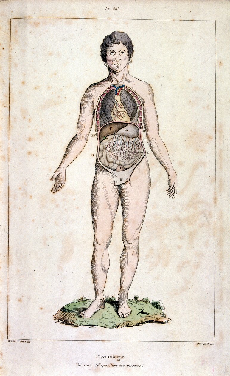 Anatomical illustration from Dictionnaire pittoresque d