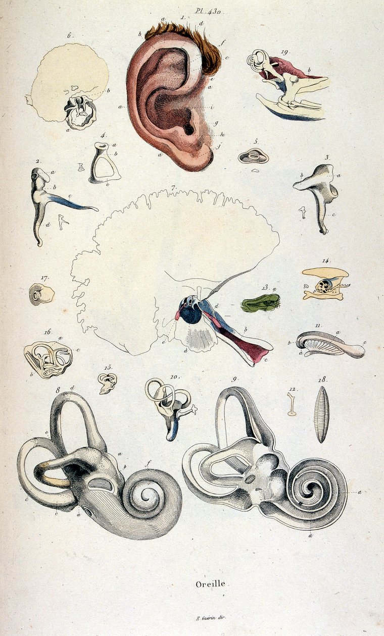 Anatomical Illustration from Dictionnaire pittoresque d