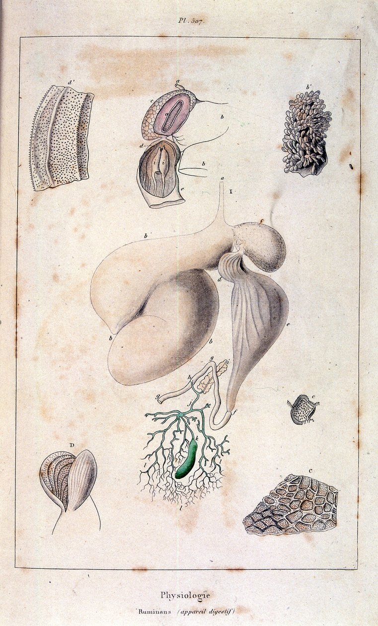 Anatomical illustration by F. E. Guerin, from Dictionnaire pittoresque d