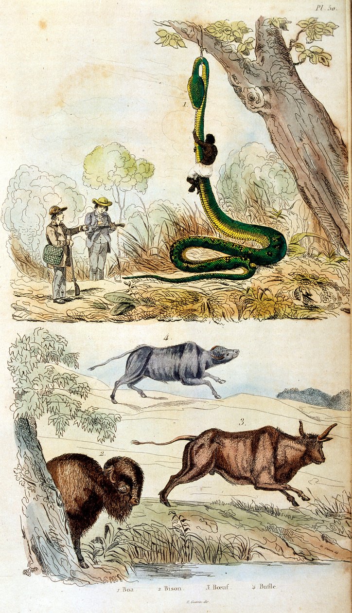 Botanical and Zoological Illustration by F. E. Guerin. From Dictionnaire Pittoresque d