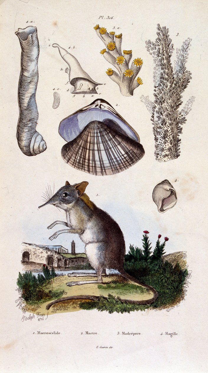 Botanical and Zoological Illustration by F. E. Guerin. From Dictionnaire Pittoresque d