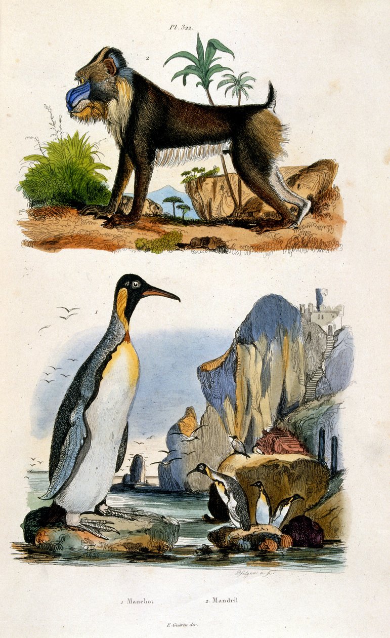 Botanical and Zoological Illustration by F. E. Guerin. From Dictionnaire Pittoresque d