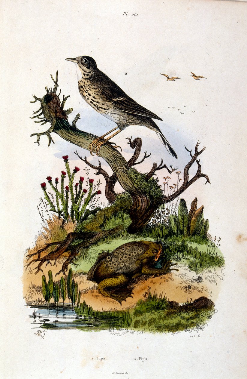 Botanical and Zoological Illustration by F. E. Guerin. From Dictionnaire Pittoresque d