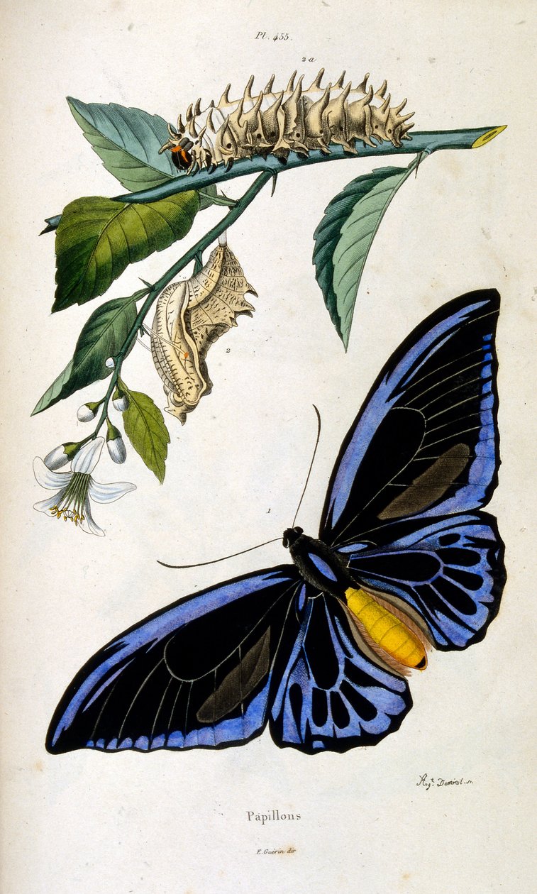 Botanical and Zoological Illustration by F. E. Guerin. From Dictionnaire Pittoresque d