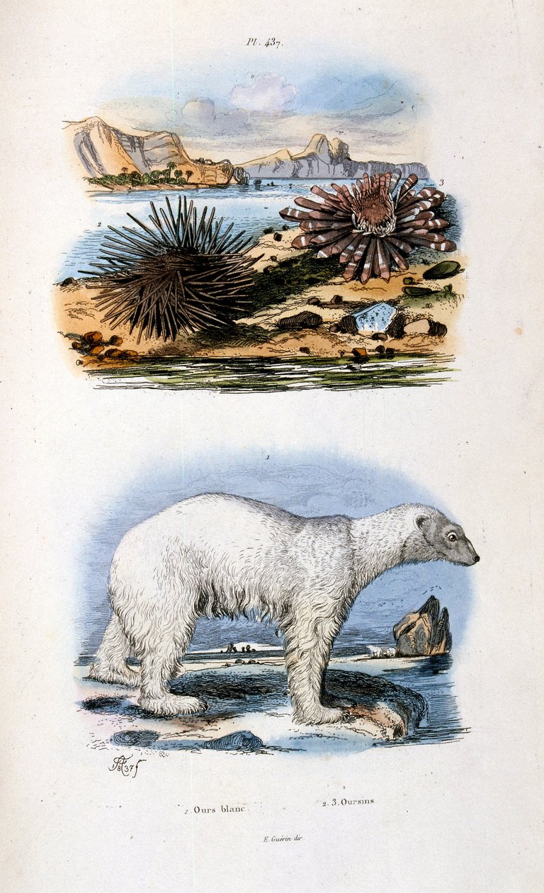 Botanical and zoological illustration from Dictionnaire pittoresque d