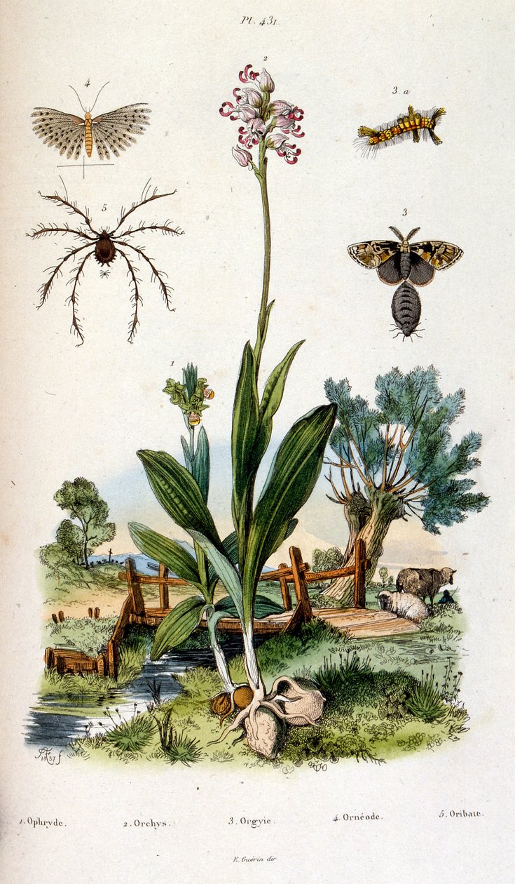 Botanical and zoological illustration from Dictionnaire pittoresque d