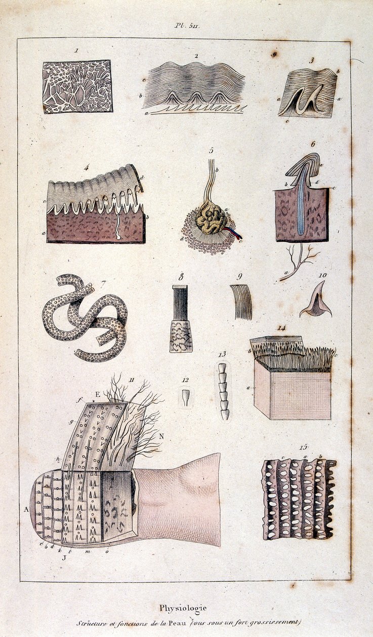 Botanical and zoological illustration from Dictionnaire pittoresque d