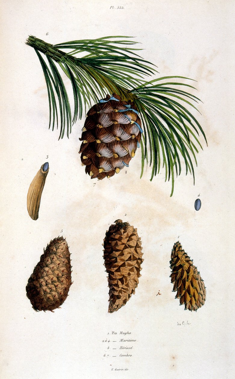 Botanical and zoological illustration from Dictionnaire pittoresque d
