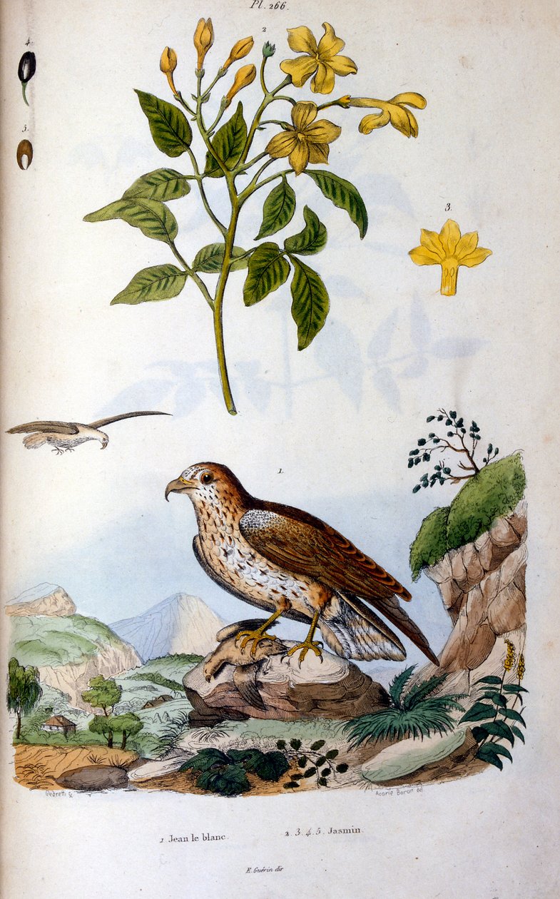 Botanical and Zoological Illustration from Dictionnaire pittoresque d