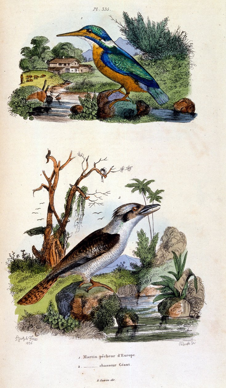 Botanical and Zoological Illustration from Dictionnaire pittoresque d