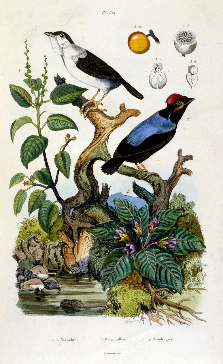 Botanical and Zoological Illustration from Dictionnaire pittoresque d