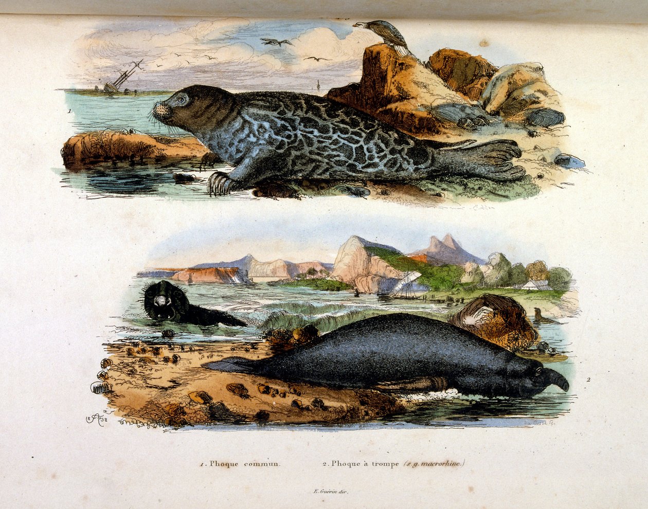 Botanical and Zoological Illustration from Dictionnaire pittoresque d