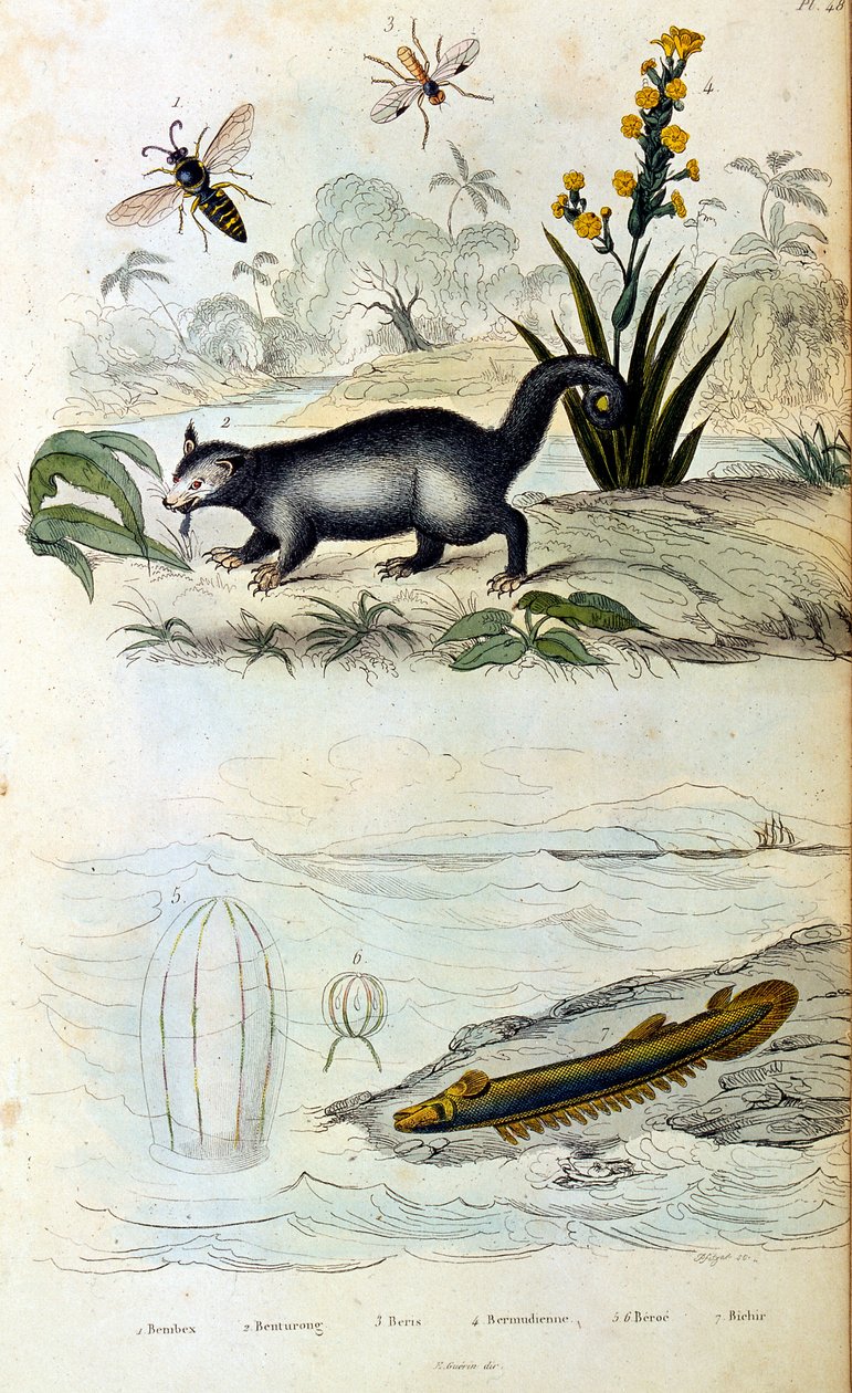 Botanical and Zoological Illustration from Dictionnaire pittoresque d