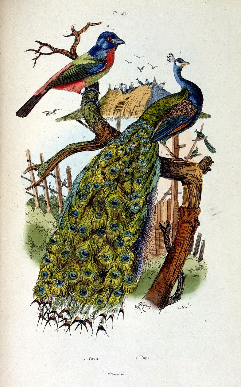 Botanical and Zoological Illustration from Dictionnaire pittoresque d