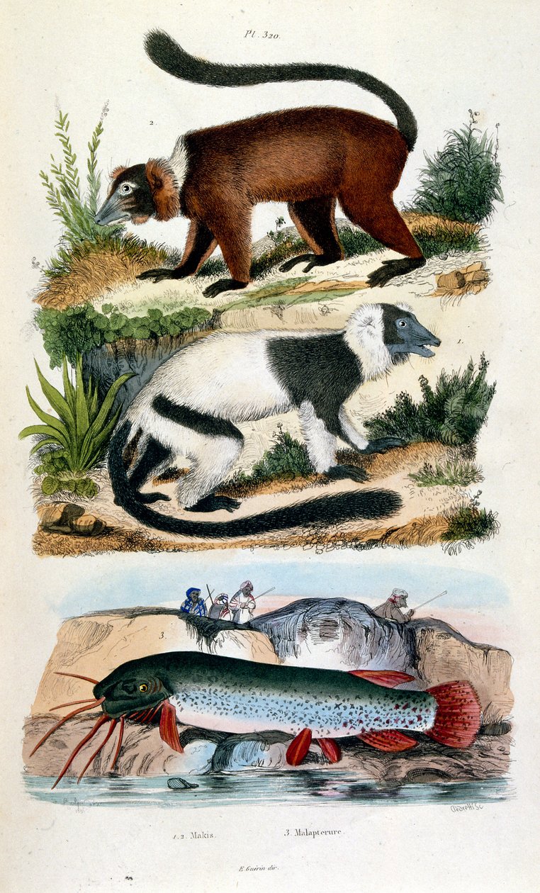 Botanical and Zoological Illustration from Dictionnaire pittoresque d