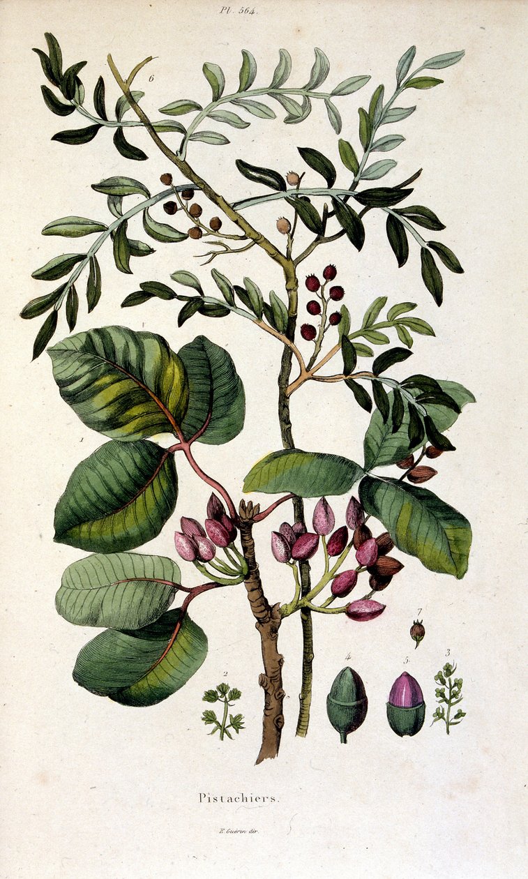 Botanical illustration from Dictionnaire pittoresque d