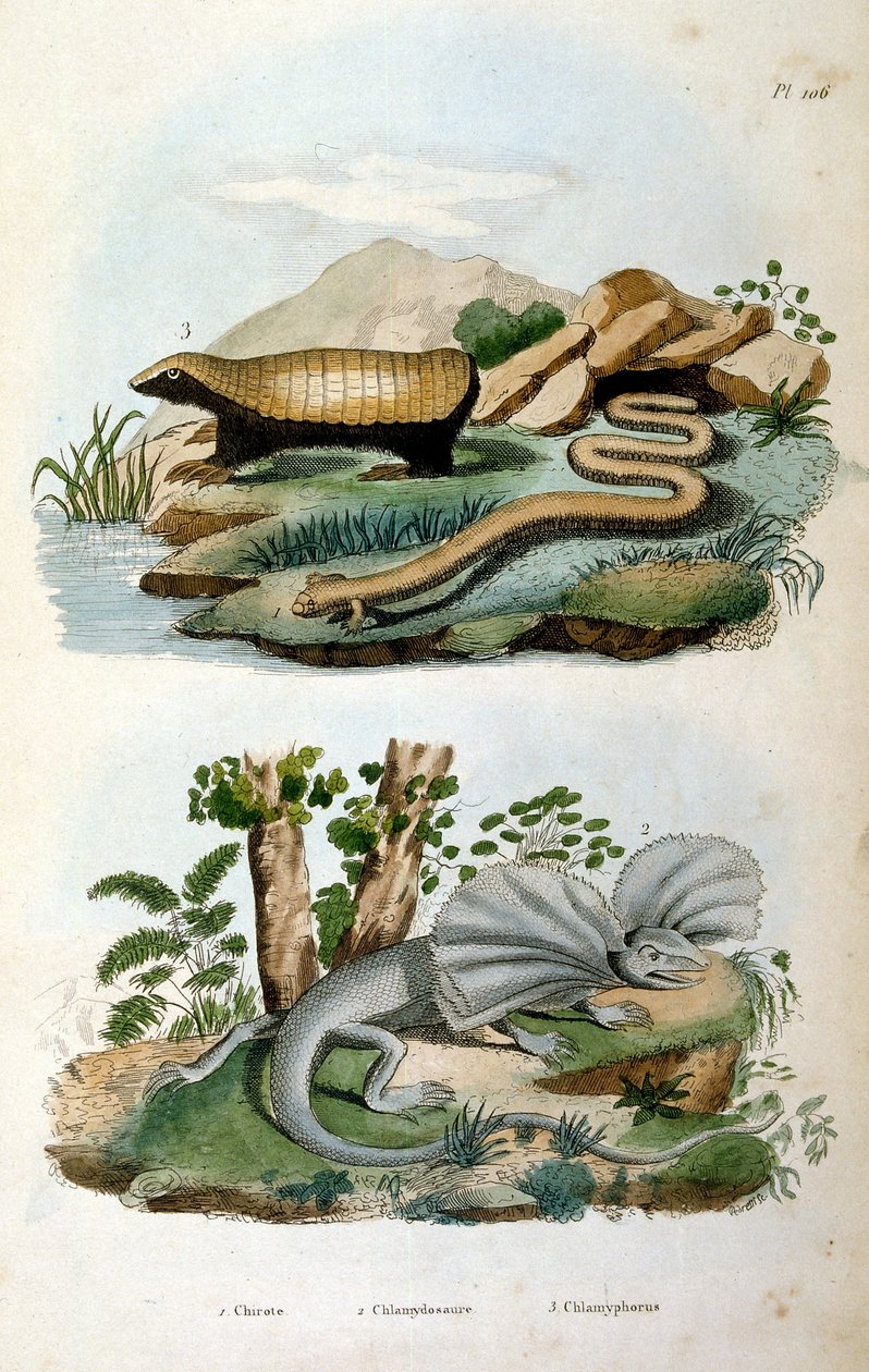 Chlamyphoridae: A Family of Cingulate Mammals by Felix-Edouard Guerin