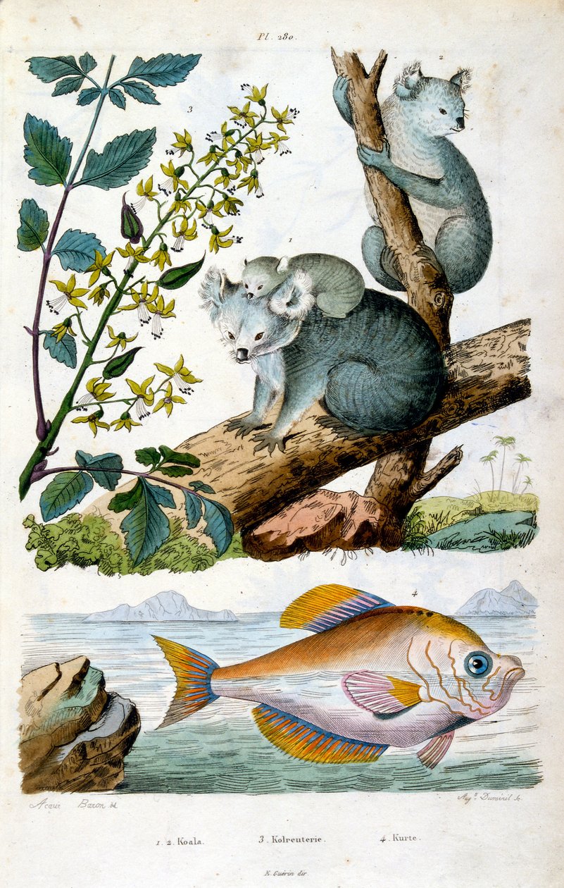 Koala Bear and Fish from Dictionnaire pittoresque d
