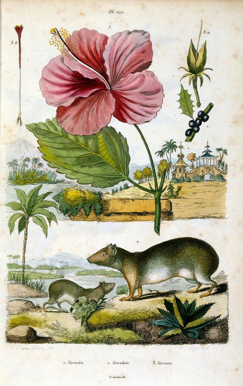 The Genus Kerodon from Dictionnaire pittoresque d