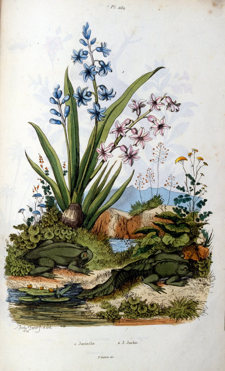 Toad by Felix-Edouard Guerin