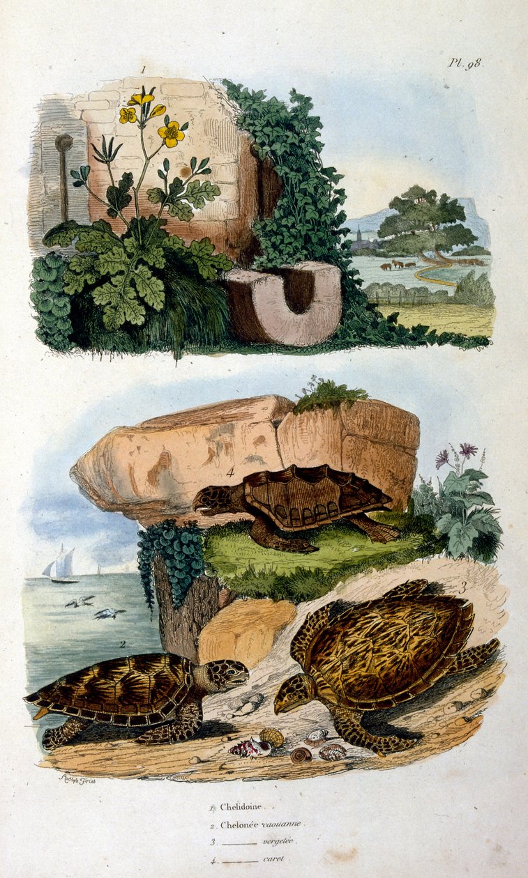 Turtles by Felix-Edouard Guerin