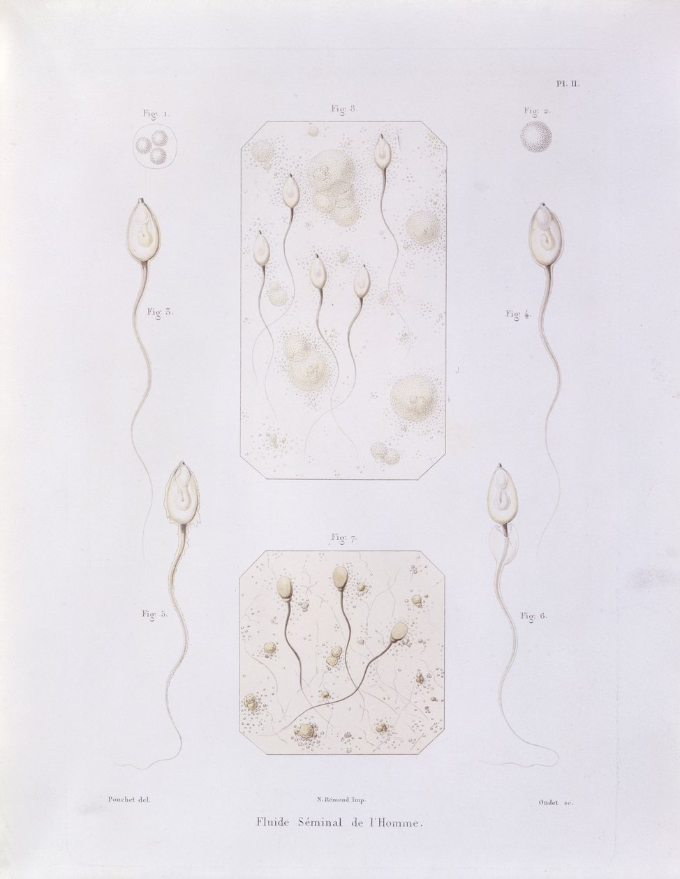 Seminal fluid, from Theorie Positive de l