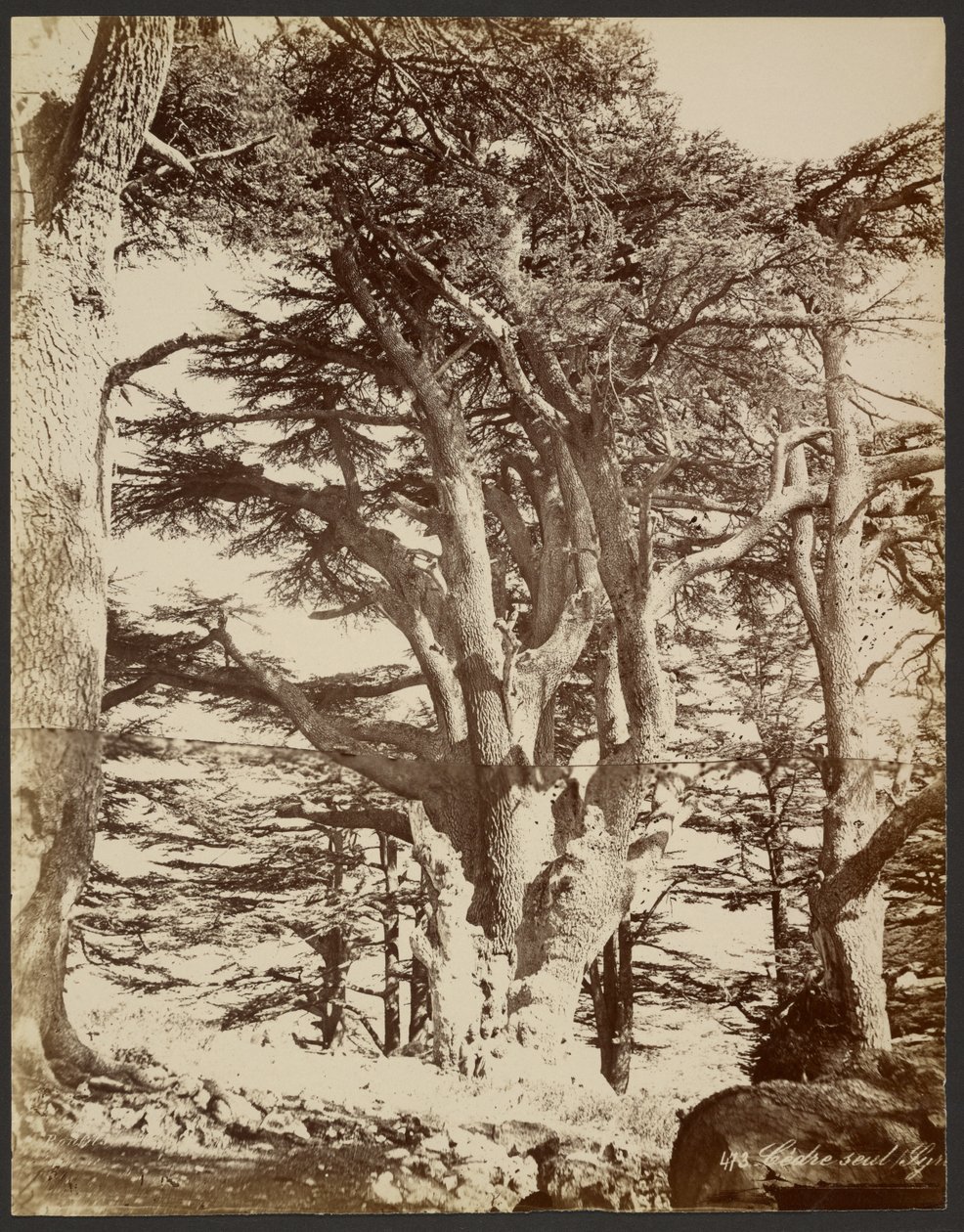 Lone Cedar, Tyre by Félix Bonfils