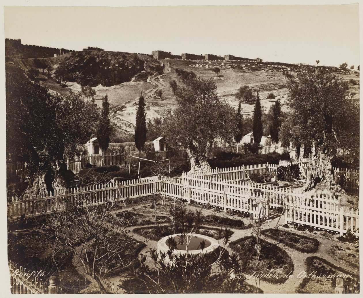 Garden of Gethsemane #303 by Félix Bonfils